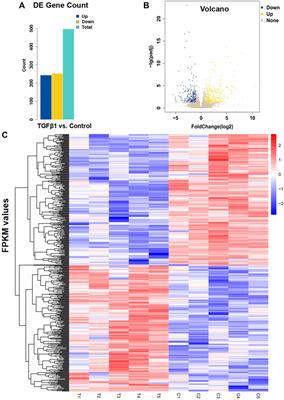 RNA sequencing and integrative analysis reveal pathways and hub genes associated with TGFβ1 stimulation on prostatic stromal cells